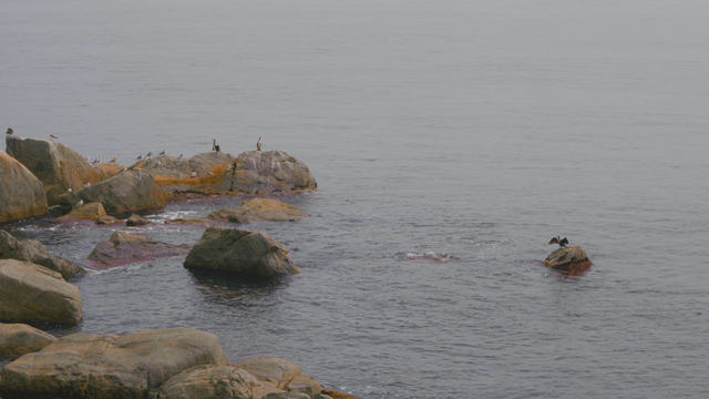 돌들에 새들이 앉아있는 바다