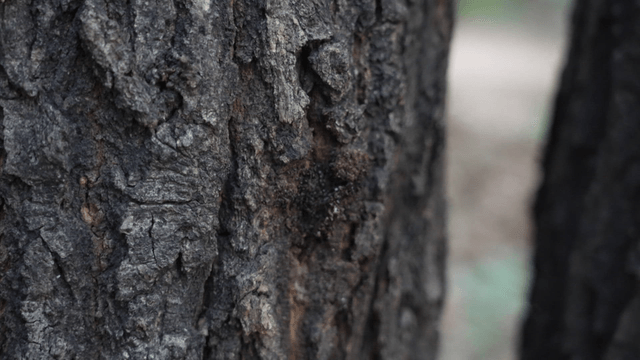 나무 껍질 위를 움직이는 개미 무리
