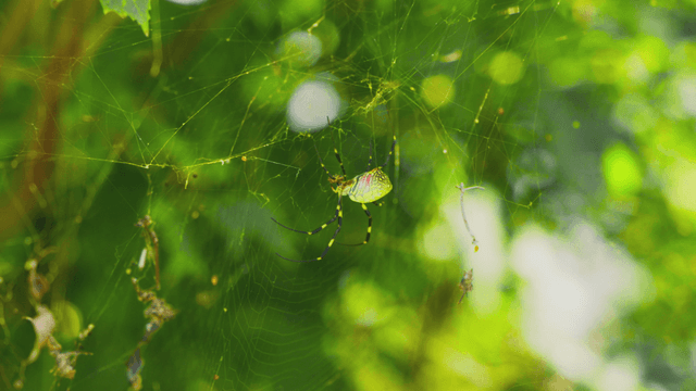 Spider weaving a web in the forest