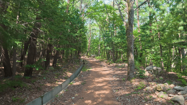 Quiet trail following green forest path