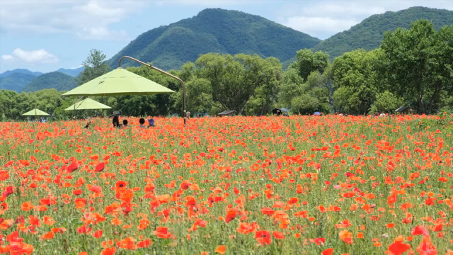 A vibrant field of red poppies under a clear sky