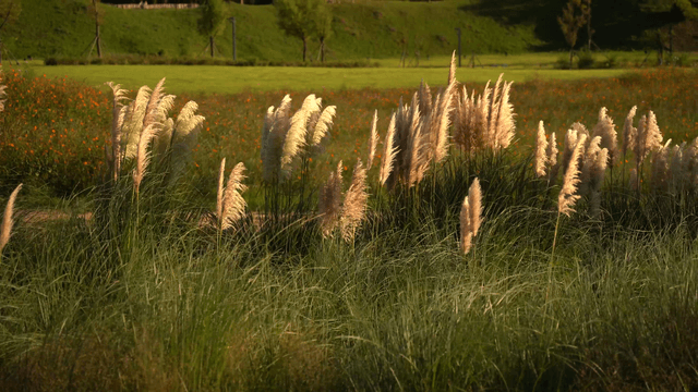 햇살 가득한 들판에서 흔들리는 가을 억새
