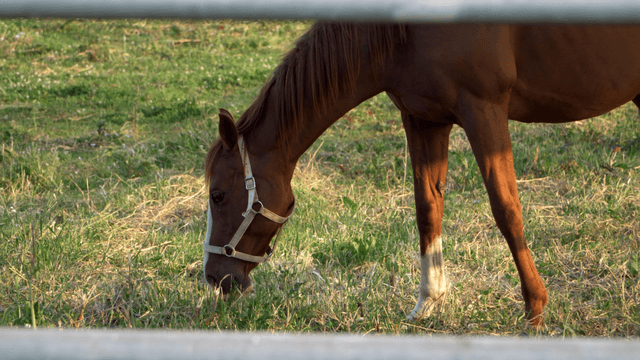 Horse grazing in a sunny field