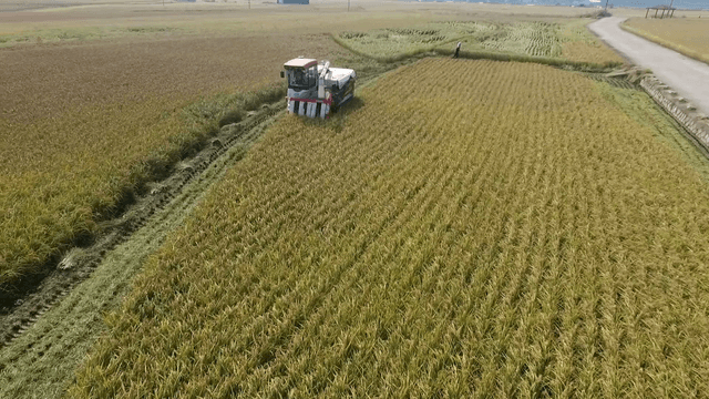 Harvester working in a wide rice field