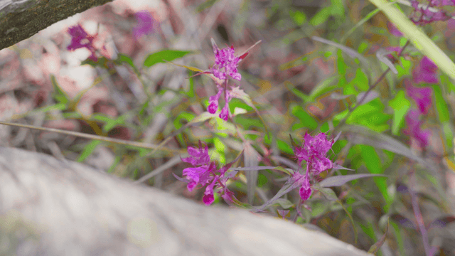 Purple wildflowers in sunlit forest