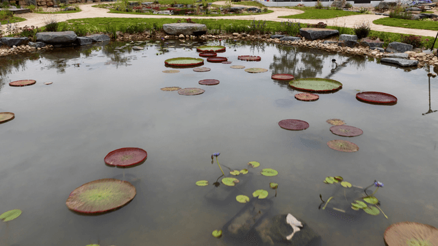 Flowers and water lilies in a serene pond