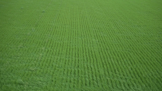 Neat green rice field swaying in wind
