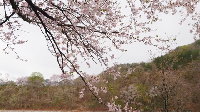 Cherry blossoms in full bloom on a branch