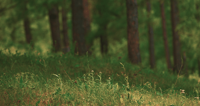 A serene forest with lush greenery