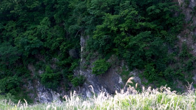 Green forest on rocky cliffs