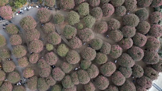 Aerial view of a garden with blooming trees