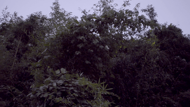 푸른 잎이 무성한 울창한 숲