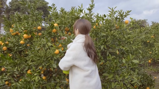 A woman picking tangerines in an orchard