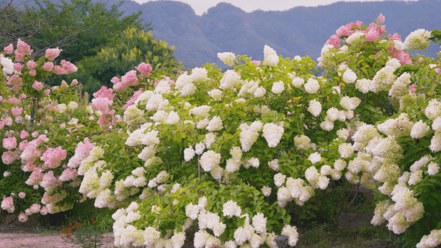 White and light pink hydrangea field