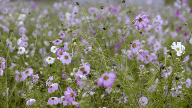 Field of blooming pink and white cosmos