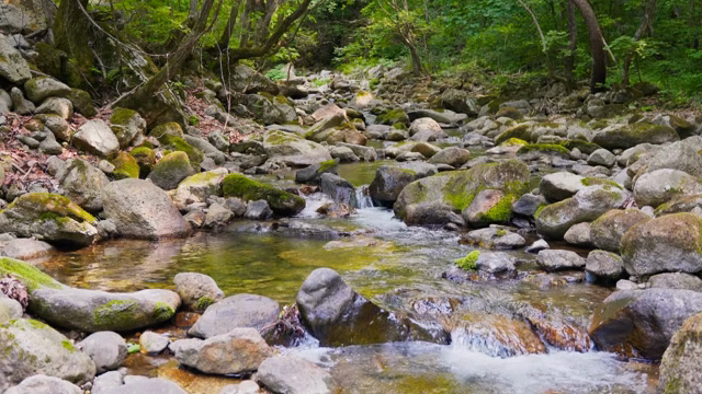 A serene forest stream with rocks