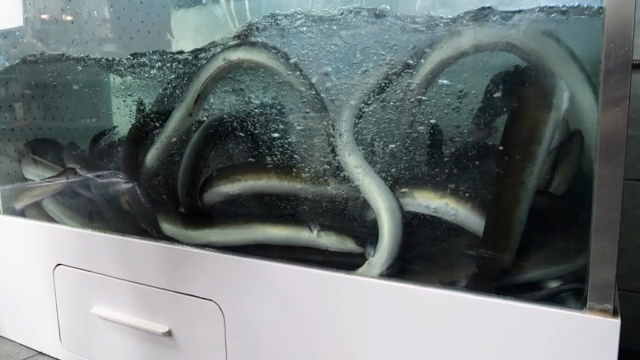 Eels swimming in a water tank