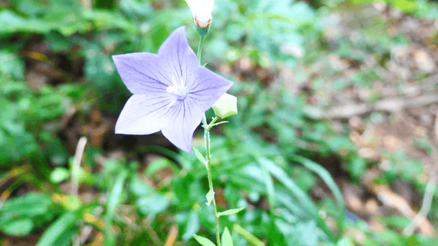 Vibrant purple flower in a lush forest