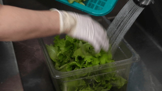 Washing fresh lettuce in a kitchen sink