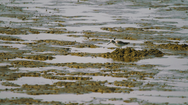 Sandpiper alone feeding on the tidal flat