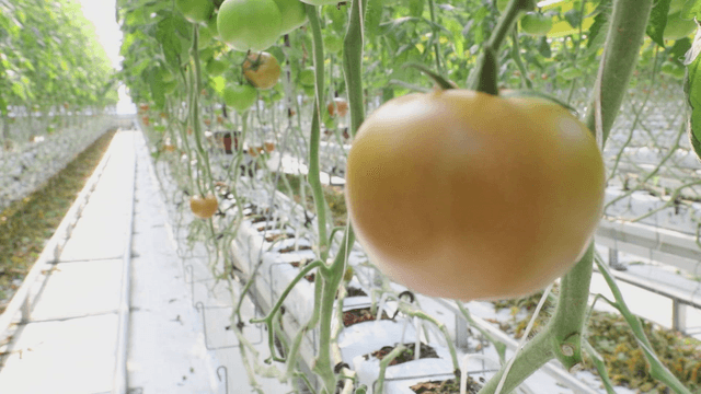 Tomatoes growing in a greenhouse