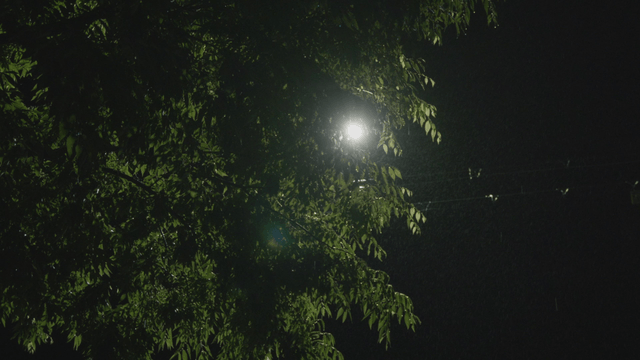 Tree under a streetlight in the rain