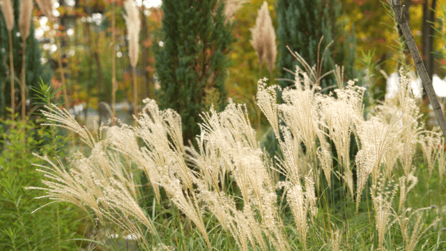 Tall grass swaying in a lush garden