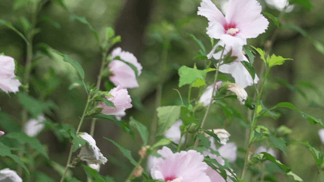 Pink hibiscus in green garden