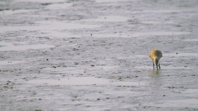 Sandpipers scattered and foraging on the muddy shore