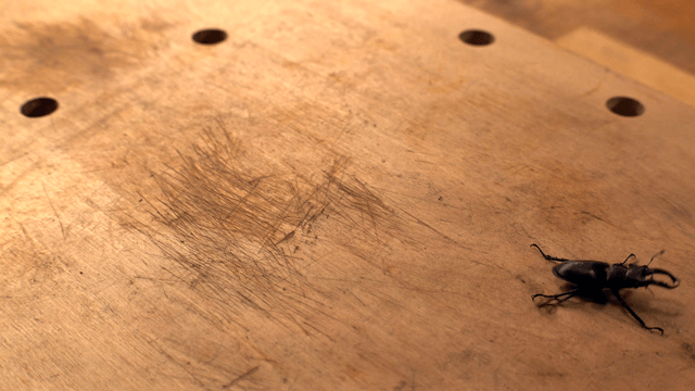 Stag beetle on a wooden surface