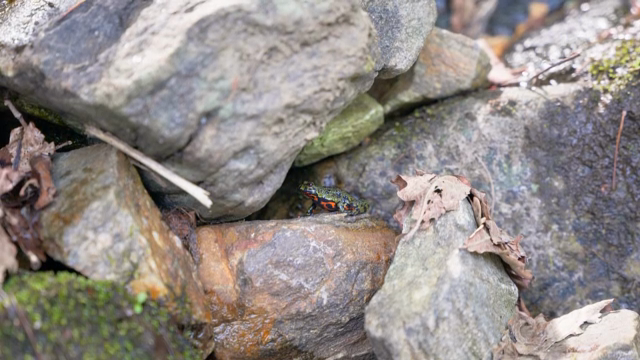 A colorful frog among rocks and leaves