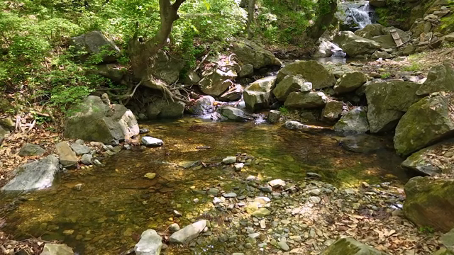 Serene forest stream with rocks