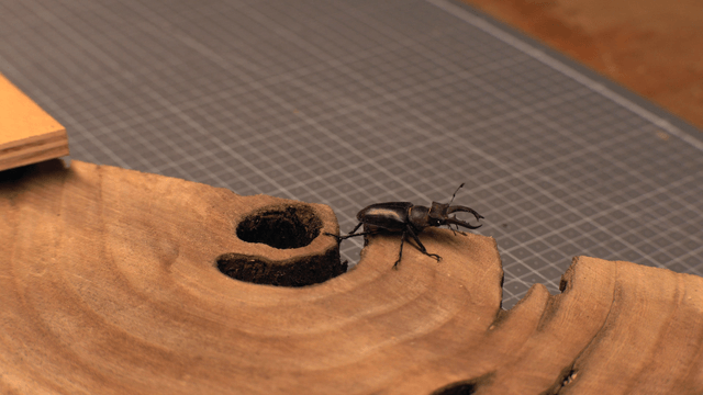 Stag beetle on a wooden surface