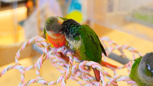 Colorful parrots perched on a rope
