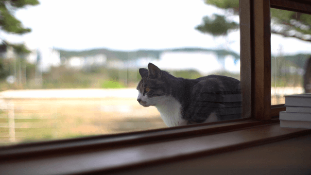 Cat sitting outside a window