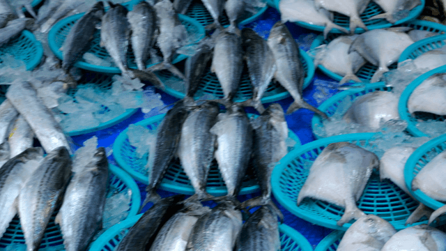 Fresh fish displayed in baskets at a market