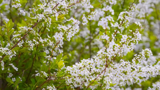 White blossoms on green branches