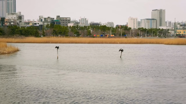 Birds resting on poles in a city lake