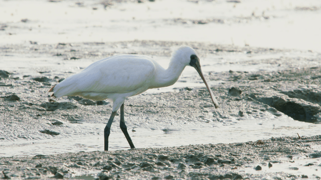 진흙 습지에서 부리를 박는 흰 저어새