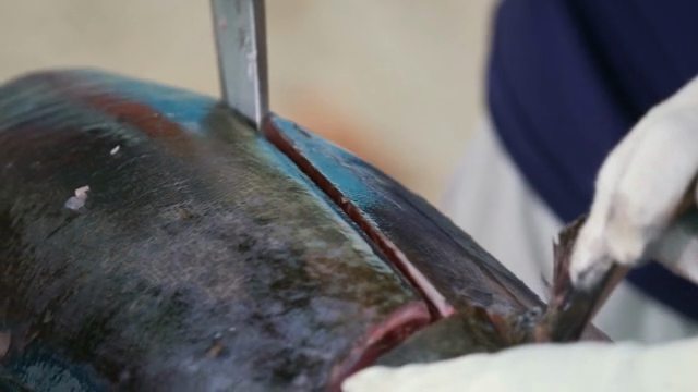 A person filleting a large fish