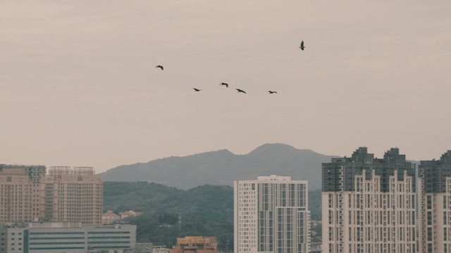 Birds flying above the city skyline