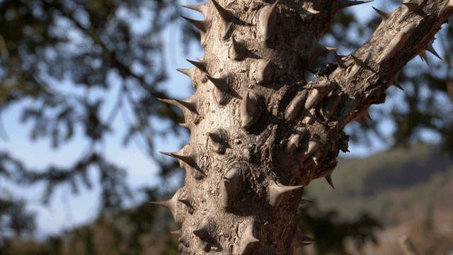 Sharp thorn tree under sunlight