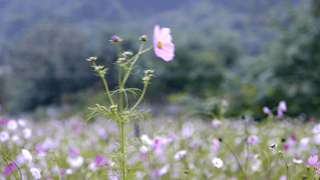 Field of pink cosmos flowers