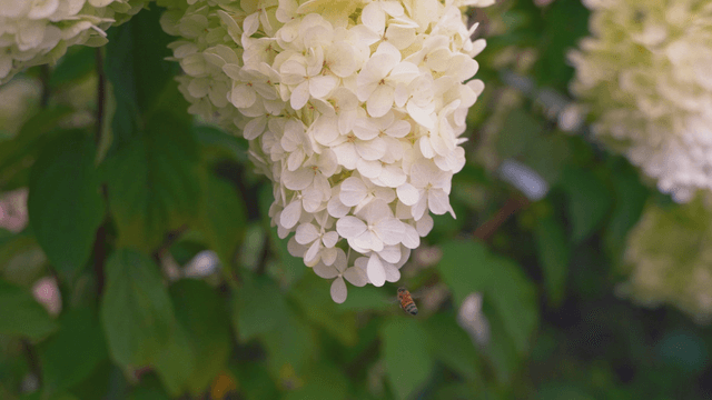 Bee on full white hydrangea
