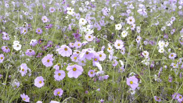 Field of blooming purple cosmos flowers