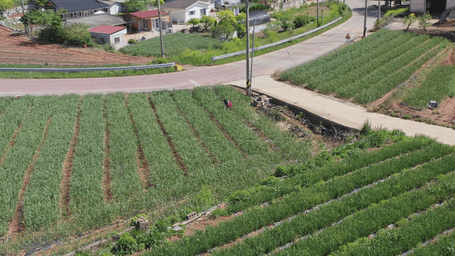 Rural fields divided by winding street