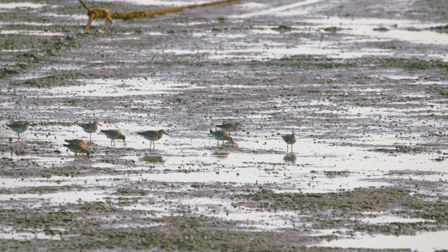Sandpipers gathering to forage in the muddy wetland