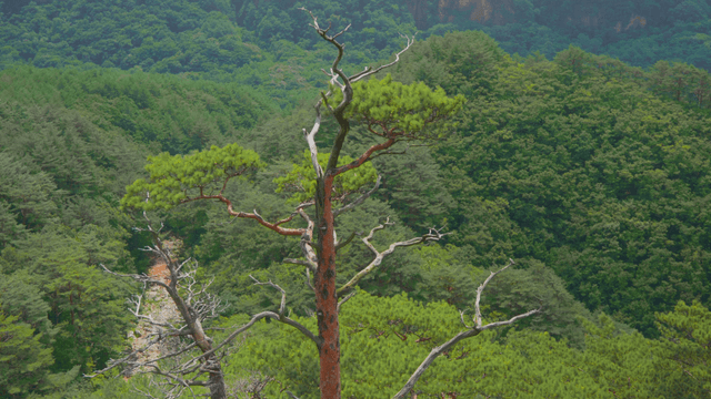 Lone tree in dense forest