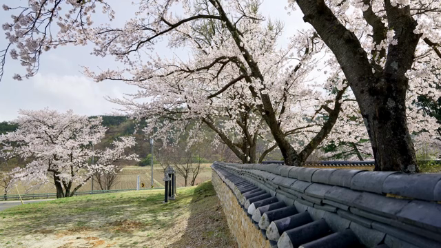 Cherry blossoms in full bloom by a stone wall