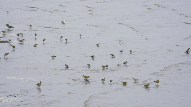 얕은 물에서 물장구치는 새들